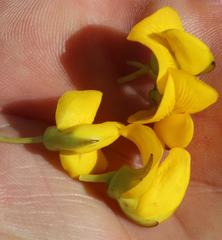 Cyclopia genistoides