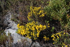 Cyclopia genistoides