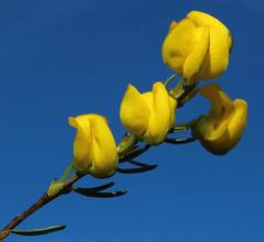 Cyclopia genistoides