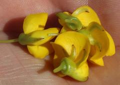 Cyclopia genistoides