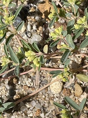 Euphorbia parryi