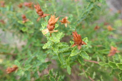 Hypericum balearicum