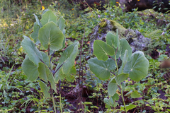 Roldana sessilifolia