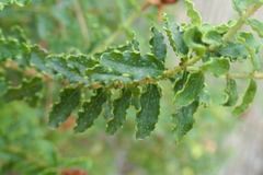Hypericum balearicum