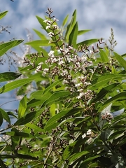 Aloysia citrodora