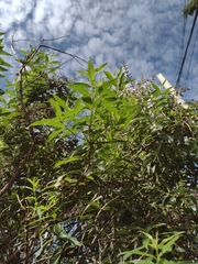 Aloysia citrodora