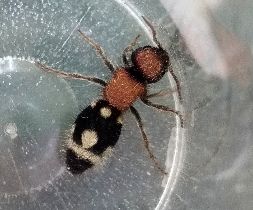 Ronisia brutia