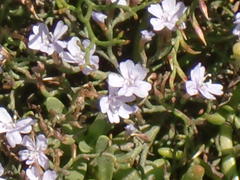 Limonium linifolium