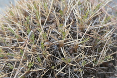 Astragalus balearicus