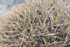Astragalus balearicus