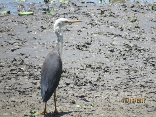 Egretta picata