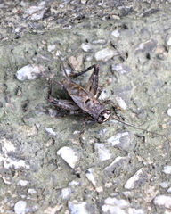 Loxoblemmus equestris