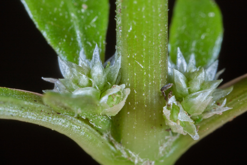 Alternanthera sessilis