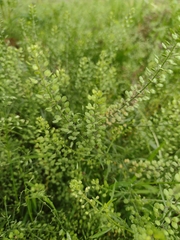 Lepidium schaffneri