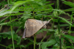 Oxyodes scrobiculata