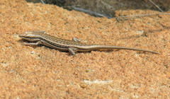 Trachylepis laevigata