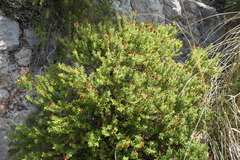 Hypericum balearicum