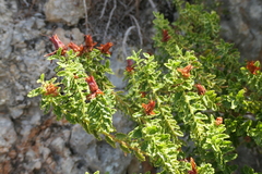 Hypericum balearicum