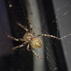 Larinioides ixobolus