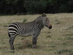 Equus zebra zebra