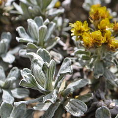 Helichrysum trilineatum
