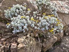 Helichrysum trilineatum