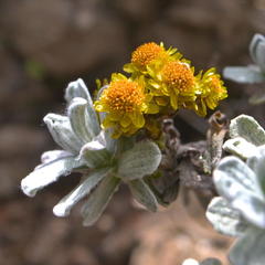 Helichrysum trilineatum