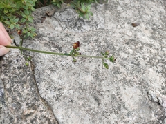 Scrophularia auriculata