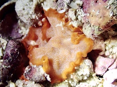 Phrikoceros