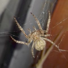 Larinioides ixobolus