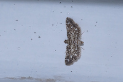 Metoeca nymphulalis