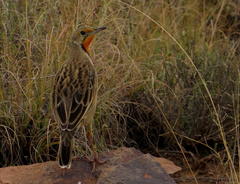 Macronyx capensis colletti