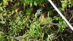 Gorsachius leuconotus