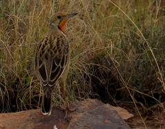 Macronyx capensis colletti