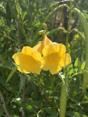 Tecoma stans angustata