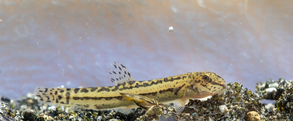 Louros Spined Loach