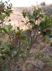 Pseudoscolopia polyantha