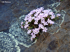Ourisia microphylla