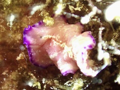 Pseudoceros goslineri