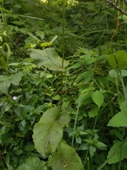 Rumex arifolius