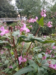 Impatiens glandulifera