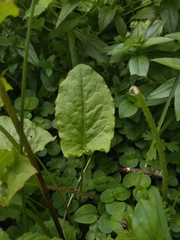 Rumex arifolius