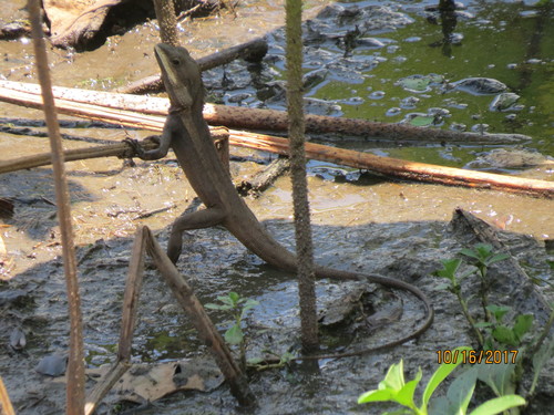 Tropicagama temporalis