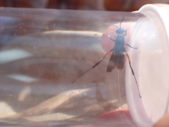 Ceropales bipunctata