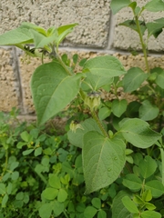 Jaltomata procumbens