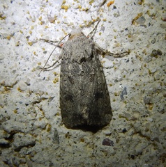 Anarta sodae