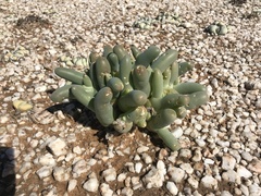 Mesembryanthemum digitatum