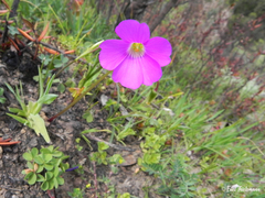 Oxalis arenaria