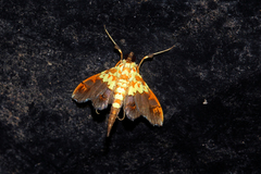 Agrotera citrina