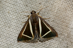 Chalciope delta